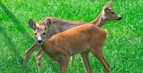 Two Peaceful Deer Grazing in Green Meadow