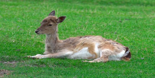Deer Resting Peacefully on Green Grass