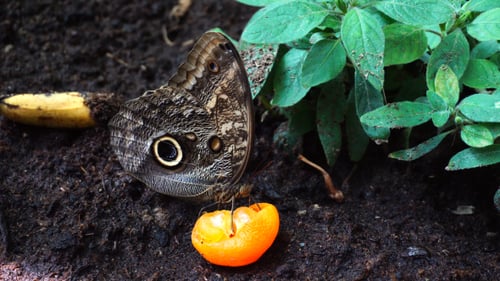 Owl Butterfly Feeding on Juicy Orange Slice