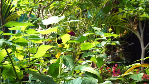 Mariposa sobre hoja