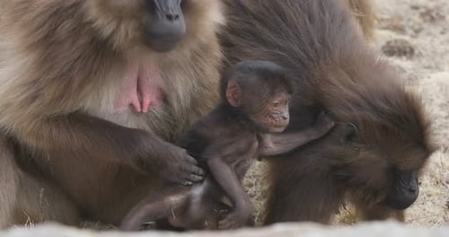 endemic Gelada baboon in Simien mountain, Ethiopia wildlife