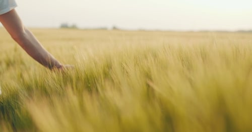 Touching Crops - Wheat Field - Ears of Wheat