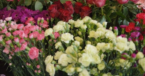 Variety of Colorful Flowers Displayed Together
