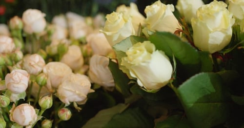 White Roses in