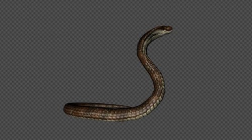 King Cobra Attack Pack, 5-in-1, hellbraun