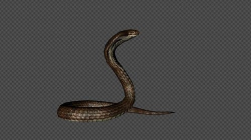 King Cobra Attack Pack, 5-in-1, hellbraun