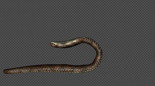 Matrices de découpe King Cobra 4 en 1, brun pâle