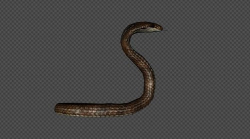 King Cobra Attack Pack 04, 4-in-1, hellbraun