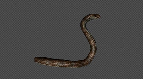 King Cobra Get Up Pack 4 en 1 brun pâle