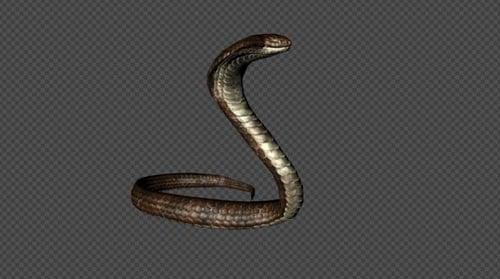 King Cobra Idle Pack 01, 3-in-1, hellbraun