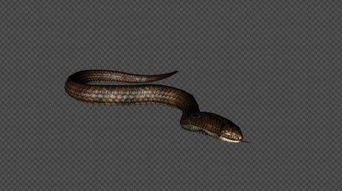 Animated Snake Crawling and Coiling with Alpha Channel