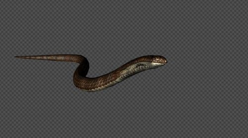 King Cobra Run Pack 4 en 1 Marron clair