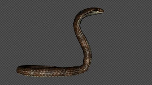 King Cobra Idle Pack03 4 en 1 brun pâle