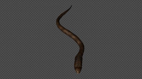 King Cobra Walk Fast Pack 4 en 1 brun pâle