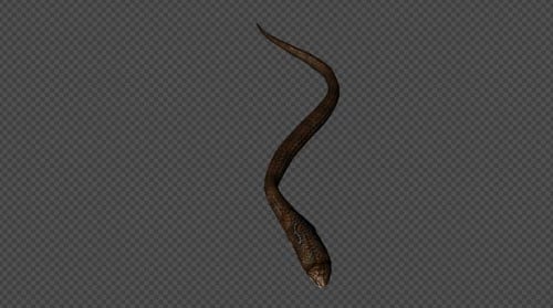 King Cobra Walk Pack 4 en 1 Marron clair