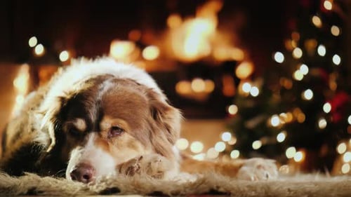 The Dog Is Warming By the Fireplace Next To the Christmas Tree
