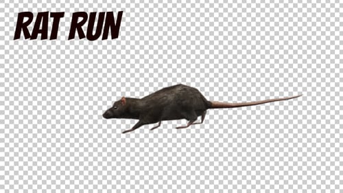 Animated Rat Walking Cycle with Transparent Background
