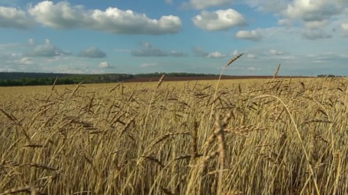Wheat Crop on the Field Against the Blue Sky.