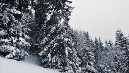 Schnee schneit Winterwald-Hintergrund