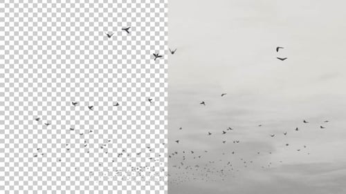Realistic Animated Birds Flock Flying Element