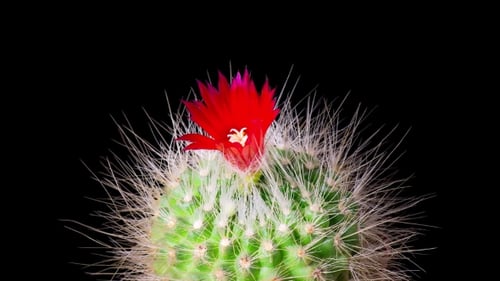 Kaktusblume blüht