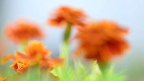 Marigold Flower in Garden