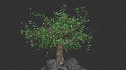 The Tree Grows And Leaves Fall