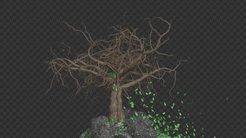 The Tree Grows Rotate And Leaves Fall