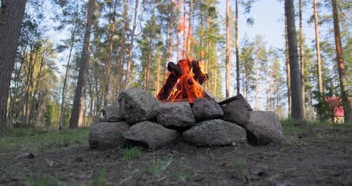 Burning Campfire in the Forest