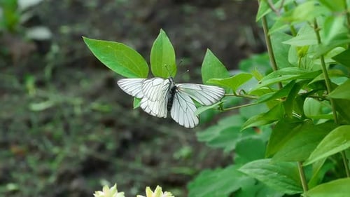 White Butterflies Resting on Green Leaves
