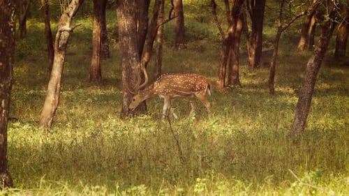 Chital ou Cheetal, également connu sous le nom de cerf tacheté, cerf chital et cerf de l'axe