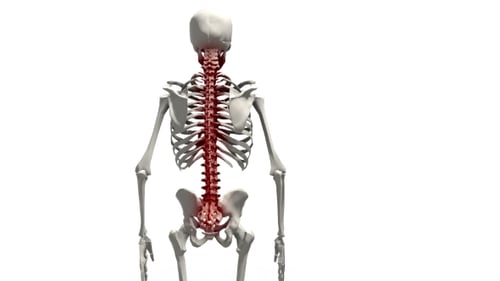 3D Human Skeleton Spine Pain and Injury Medical Animation