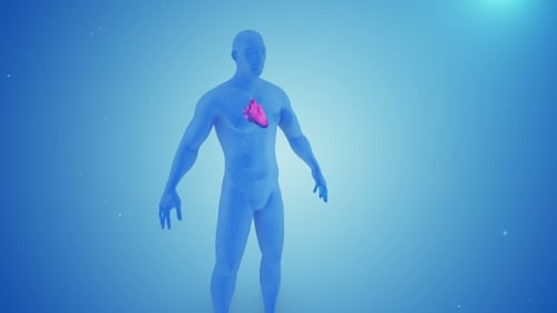 Heart Contractions in the Human Body 3D