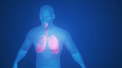 Futuristic 3D Wireframe Human Lungs Respiratory System Animation