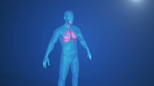 Digital Human Wireframe Animation of Lungs Breathing
