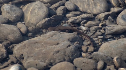 Newt Salamander Walking Underwater in a River