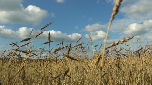Wheat Crop on the Field Against the Blue Sky.
