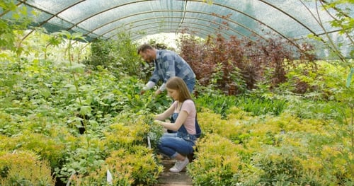 People Inspecting Plants in Greenhouse Nursery