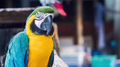 Blauer gelber goldener Ara-Papagei. Arrauna Ararauna