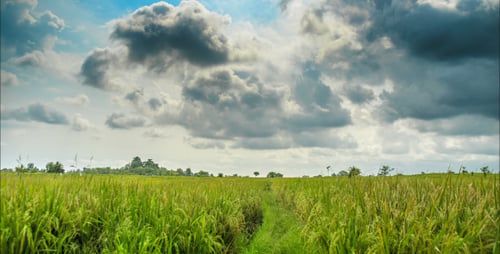 Rice Field Before Rain