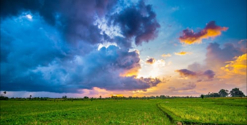 Rice Field At Sunset