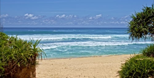 Playa oceánica con árboles verdes