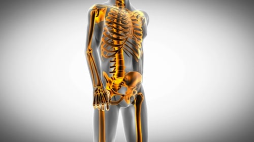 Human Bones Radiographic Scan