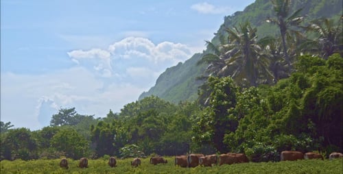 A Herd Of Cows On A Green Lawn