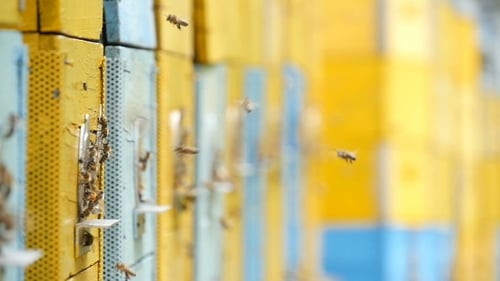 Bees Carry Honey To the Hives on an Apiary in Ukraine in a Sunny Day in Summer