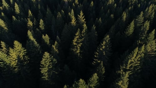 Aerial View of Spruce Forest in Montenegro