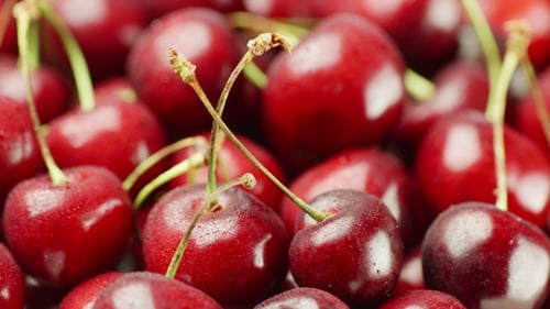 Fresh Red Cherries Sparkling with Dew