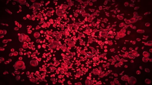 Animated Red Blood Cells Flowing Microscopic Medical Background