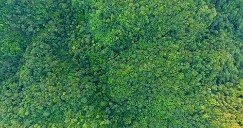 Top View of Mountain and Forest