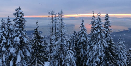 Winter Forest - Snowy Landscape